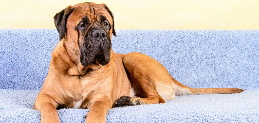Dog Suddenly Not Eating Kibble