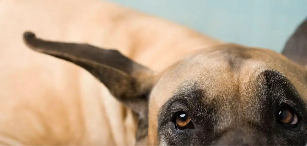 Dog Suddenly Refusing Kibble