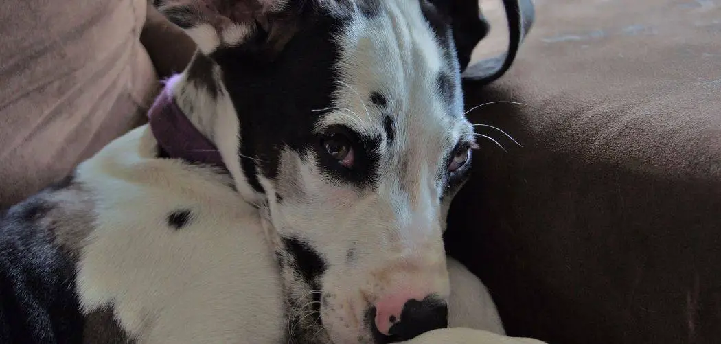 Dog Suddenly Urinating in House