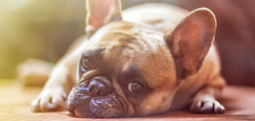 Dog Throwing Up Bile Multiple Times