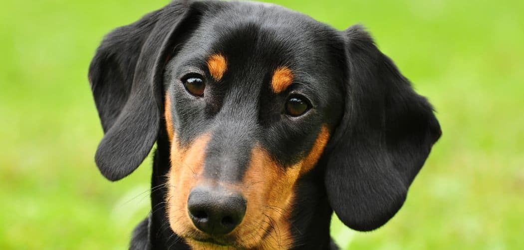 Dog Throwing Up Bile and Drooling