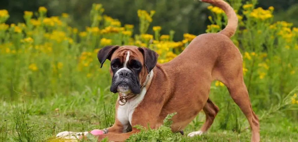 Dog Throwing Up Bile but Acting Normal