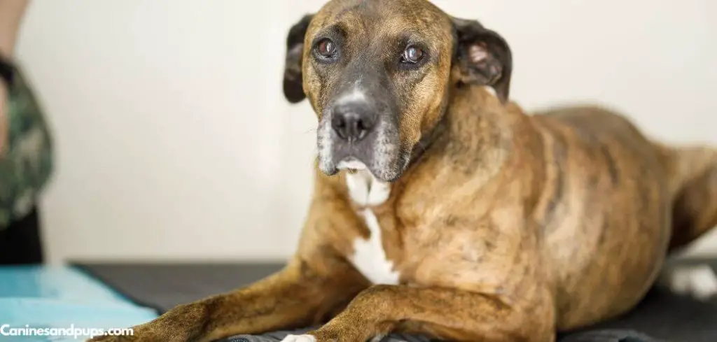 Old Dog Hacking Cough
