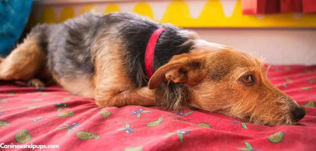 Old Dog Has Uncontrollable Diarrhea and Vomiting