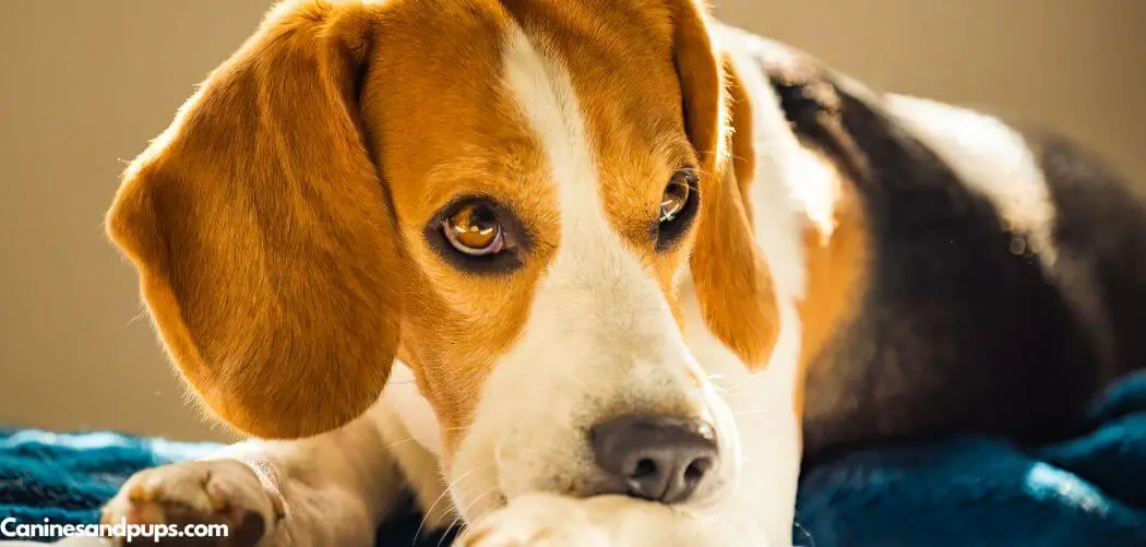 Dog Breathing Fast and Shallow