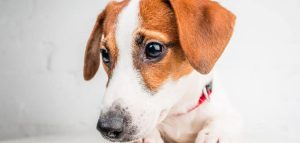 Dog Constantly Reverse Sneezing (Here's Why) - Canines and Pups