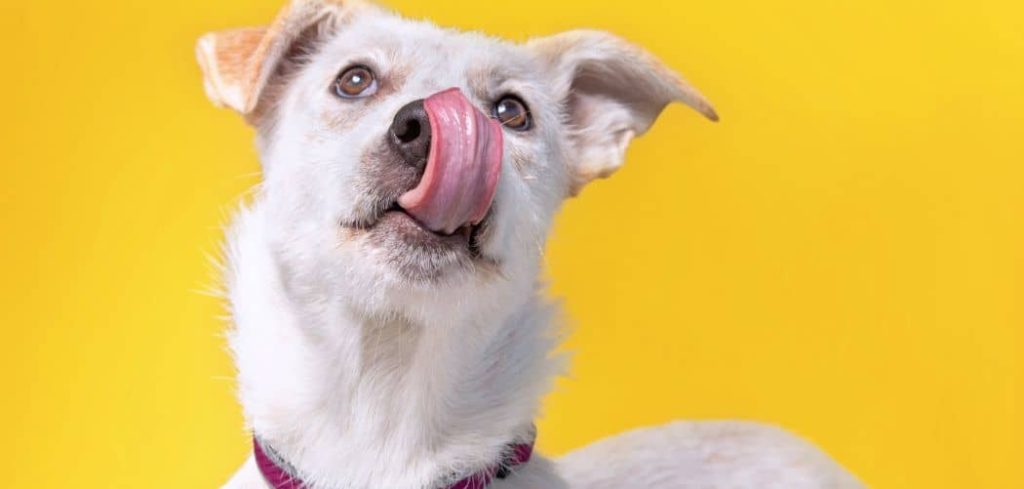 Dog Constantly Sticking Tongue In and Out