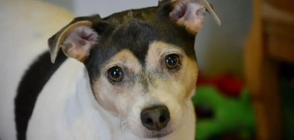 Dog Coughing After Drinking Water