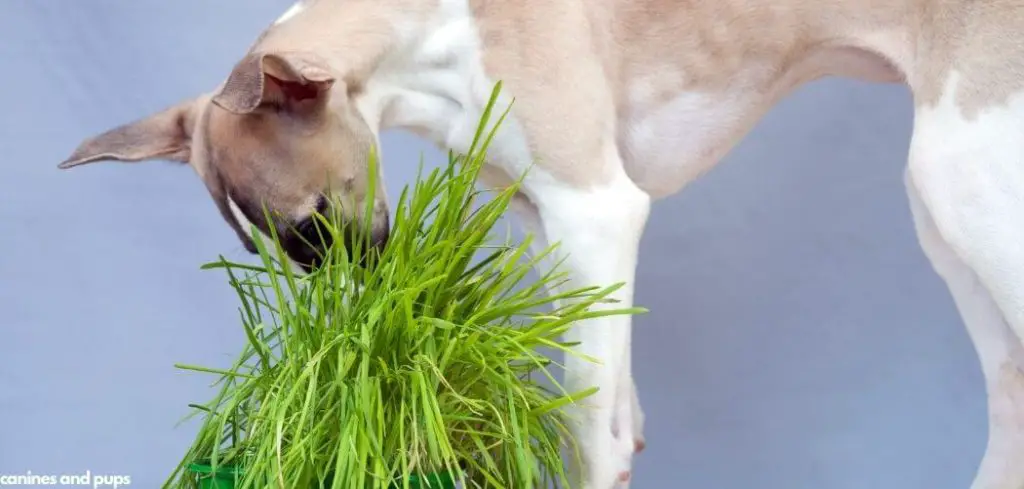 Dog Coughing Then Eating Grass