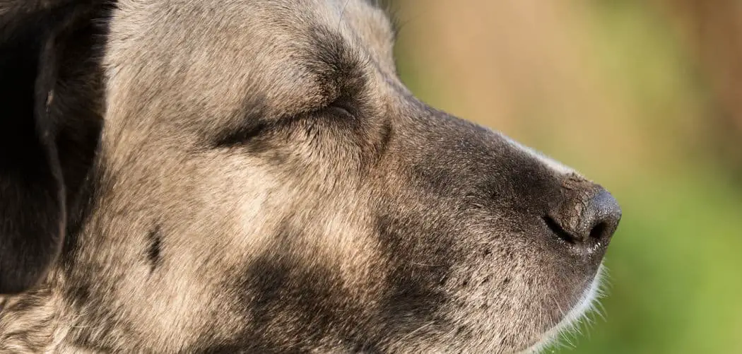 Dog Coughing Up Foam After Eating