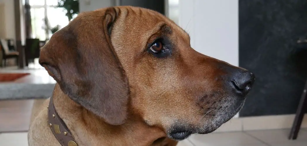 Dog Coughing Up Snot