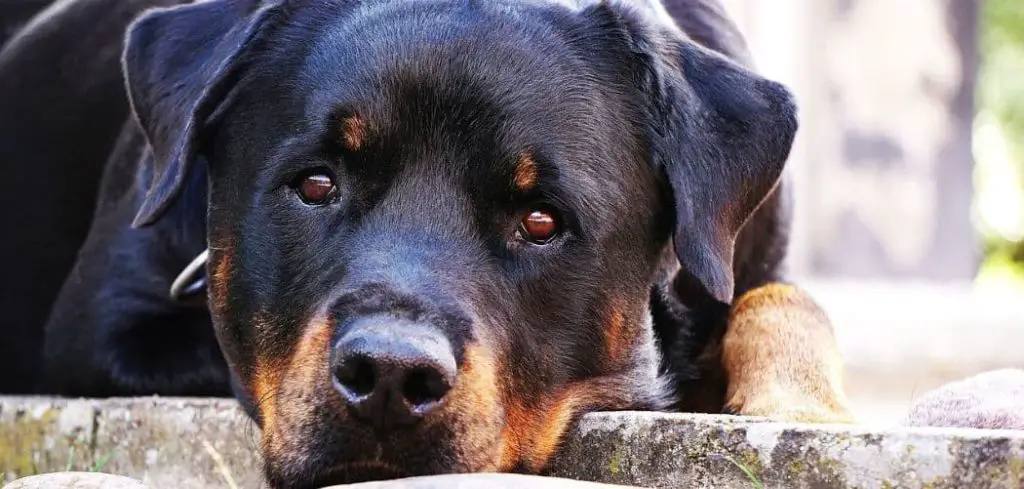 Dog Coughing Up Thick White Mucus