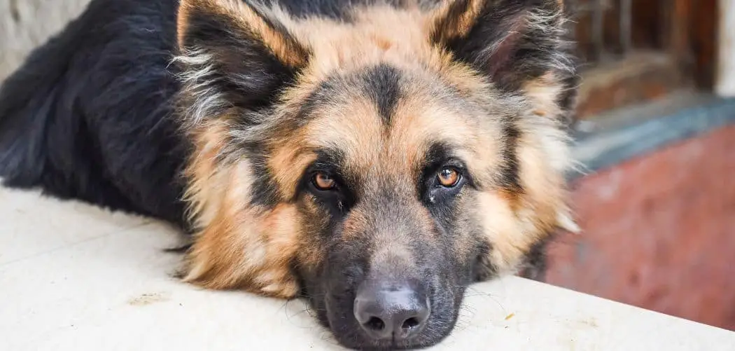 Dog Coughing Up White Foam and Clear Liquid