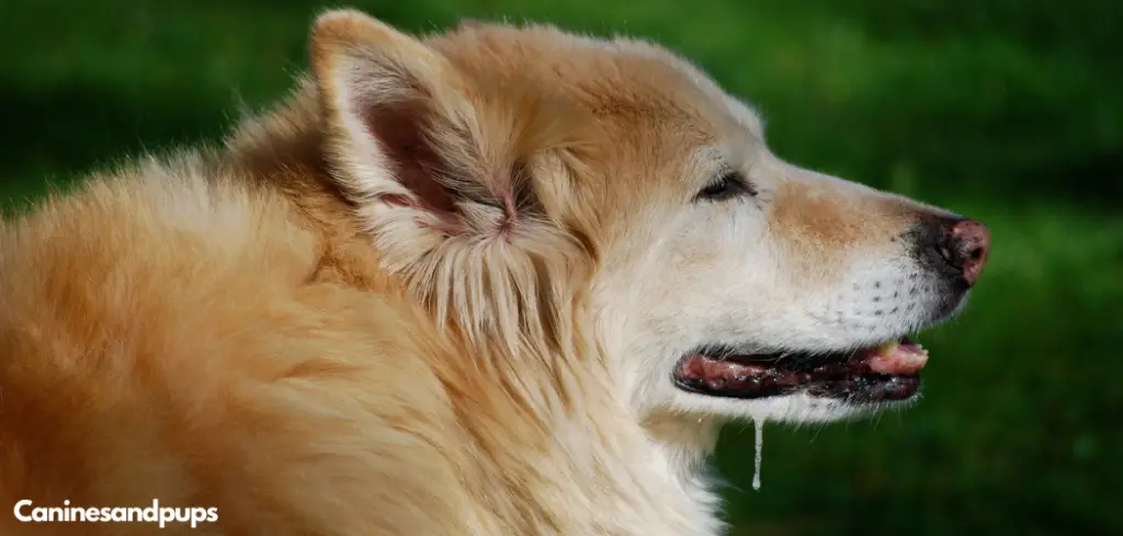 Dog Coughing Up White Mucus