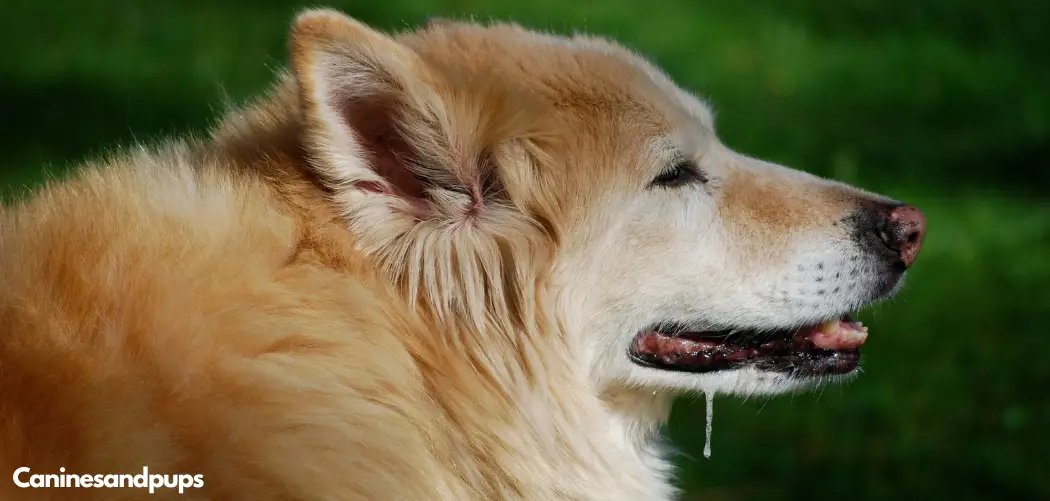 Dog Coughing Up White Mucus