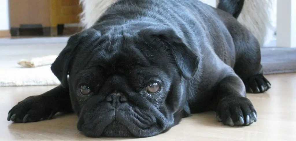 Dog Coughing and Sneezing