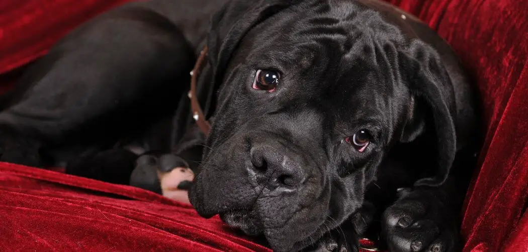 Dog Hacking Cough When Waking Up