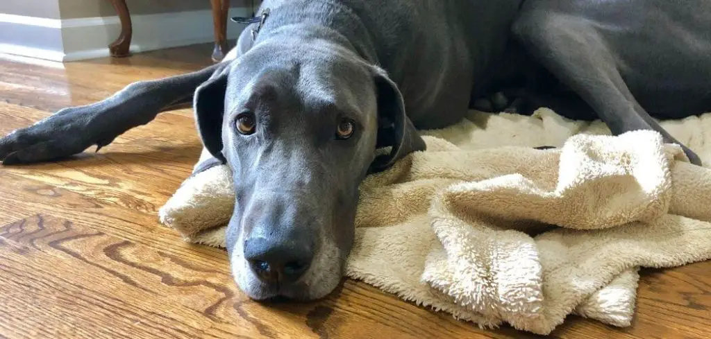 Dog Hacking Cough and Diarrhea