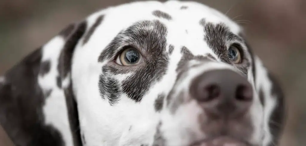 Dog Hacking Cough and Throwing Up