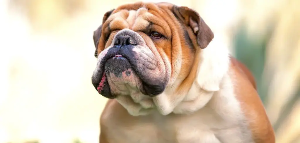 Dog Hacking Up White Mucus