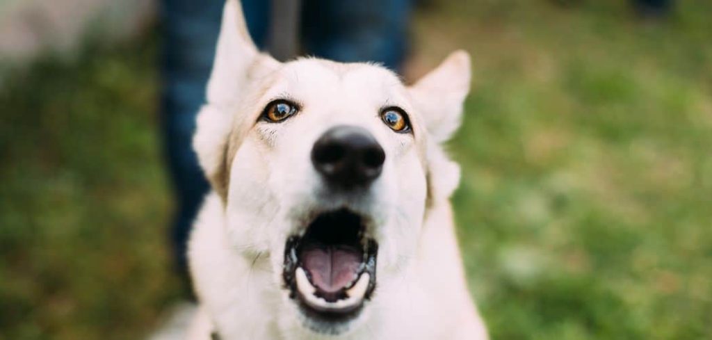 Dog Hacking but Not Kennel Cough