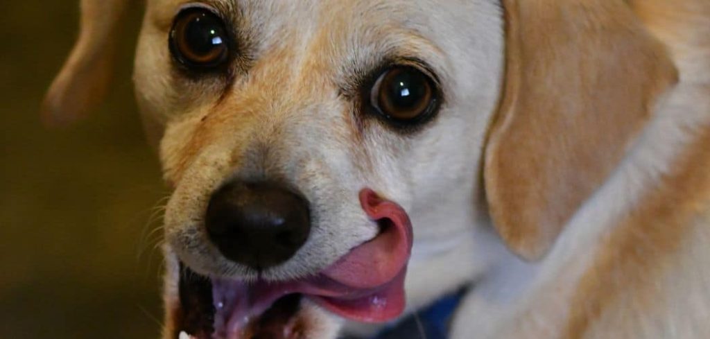 Dog Licking Paws and Shaking Head