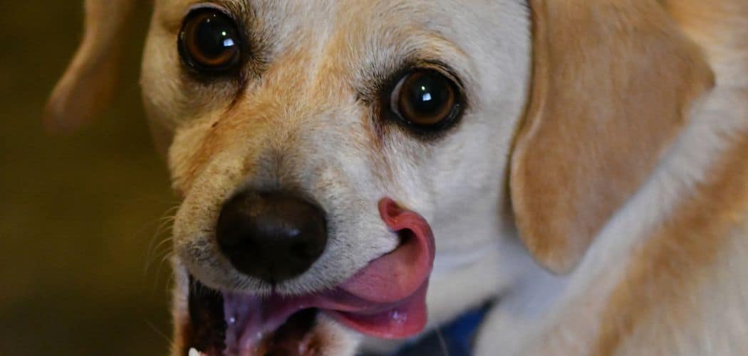 Dog Licking Paws and Shaking Head