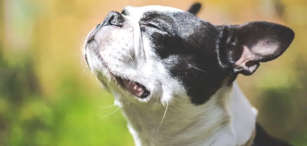 Dog Not Breathing Properly but Acting Normal