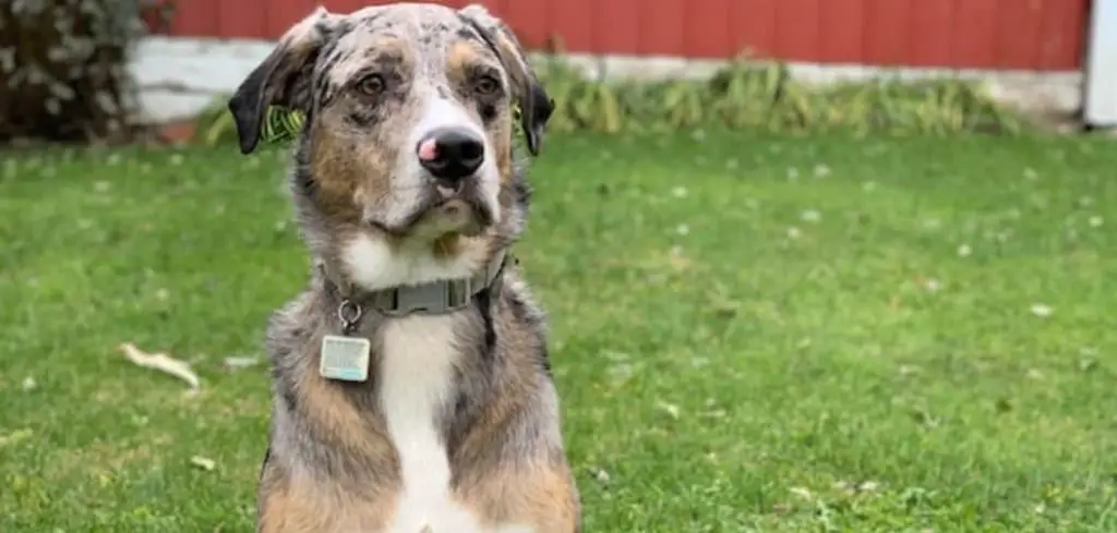 Dog Not Breathing Properly but Eating