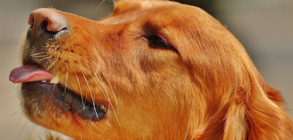 Dog Not Chewing Food