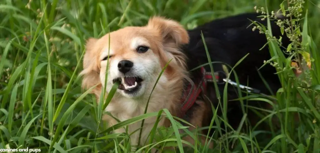 Dog Not Coming Into Season But Eating Grass