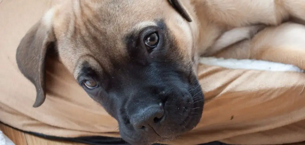 Dog Not Concentrating Urine