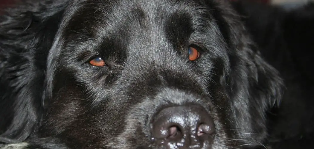 Dog Not Feeling Well