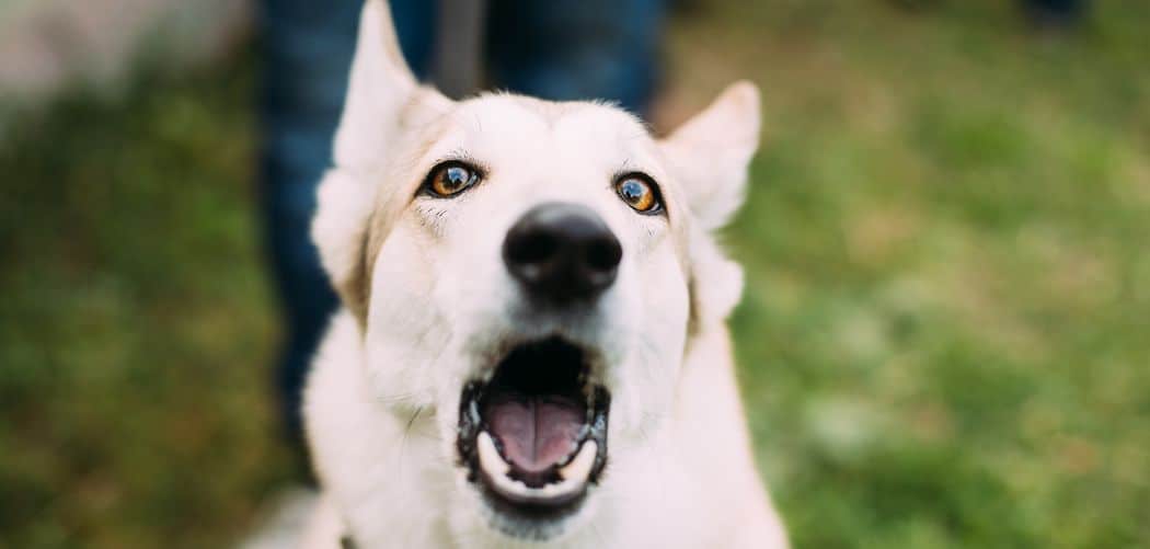 Dog Not Friendly with Other Dogs