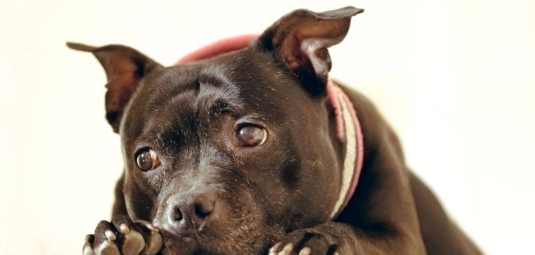 Dog Not Holding Tail Up After Surgery