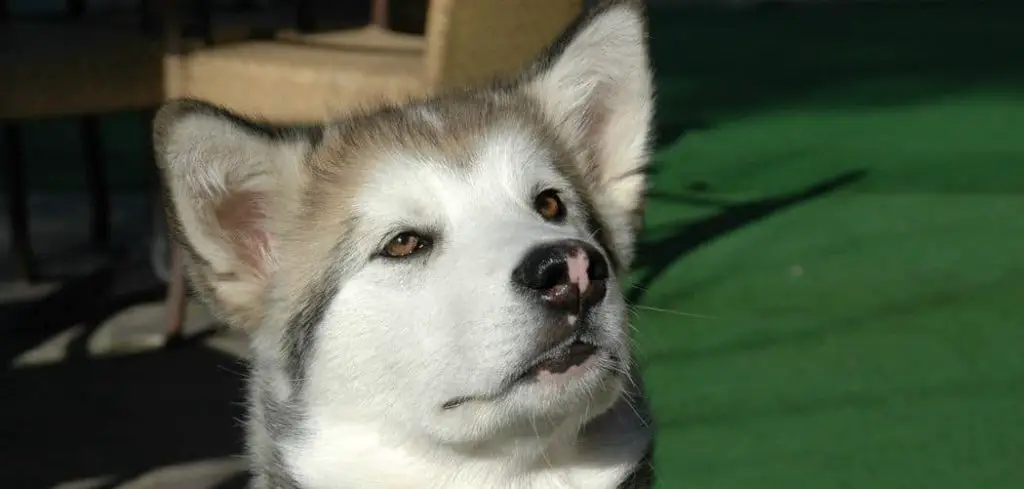 Dog Not Interested in Toys