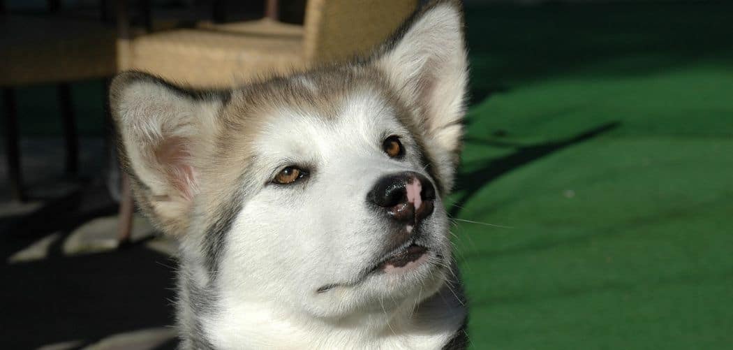 Dog Not Interested in Toys