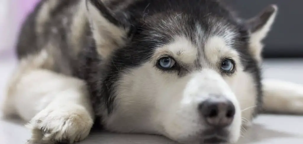 Dog Sick and Not Eating