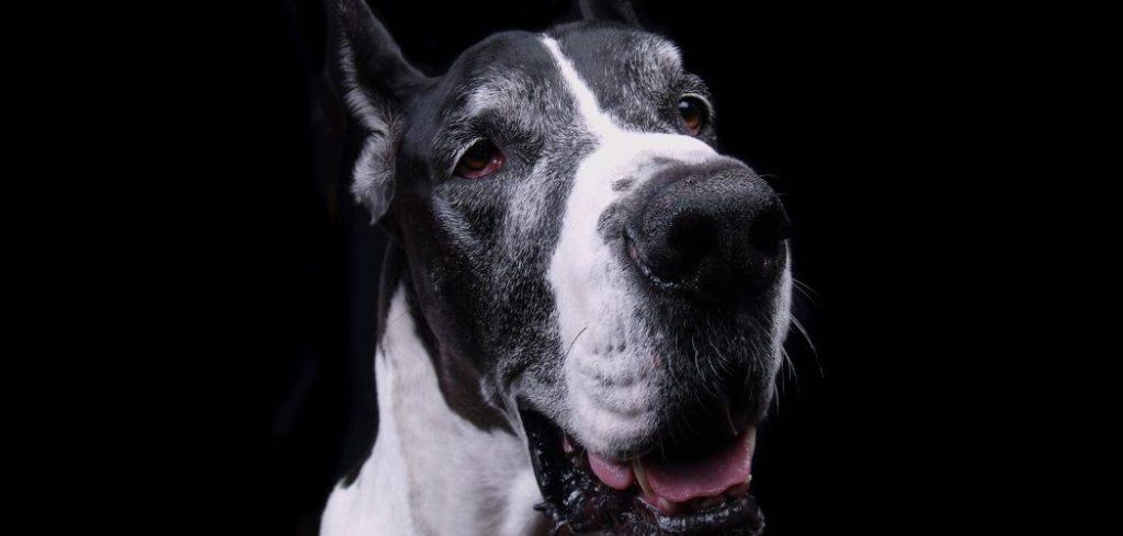 Dog Suddenly Pooping in Crate at Night