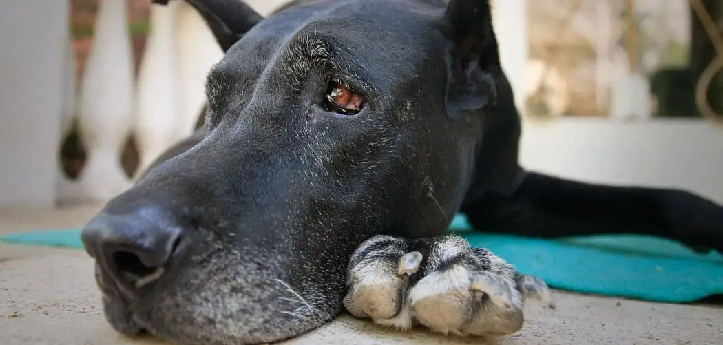 Dog Vomiting and Shaking and Not Eating