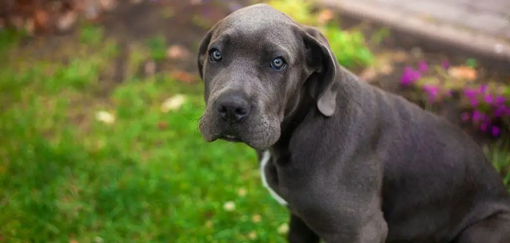 Dog White Mucus Nose