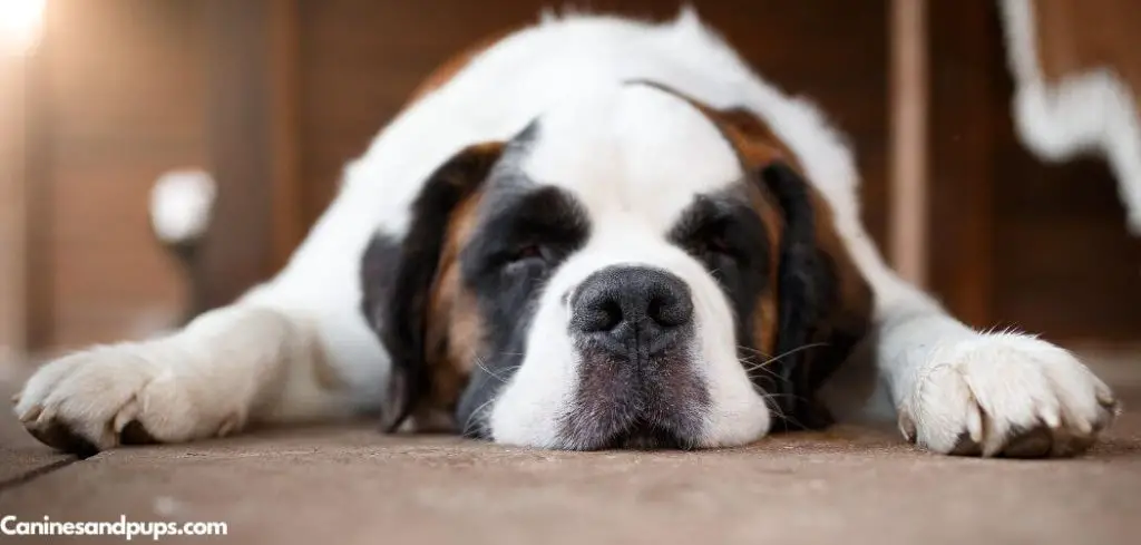 Old Dog Belly Hard and Bloated