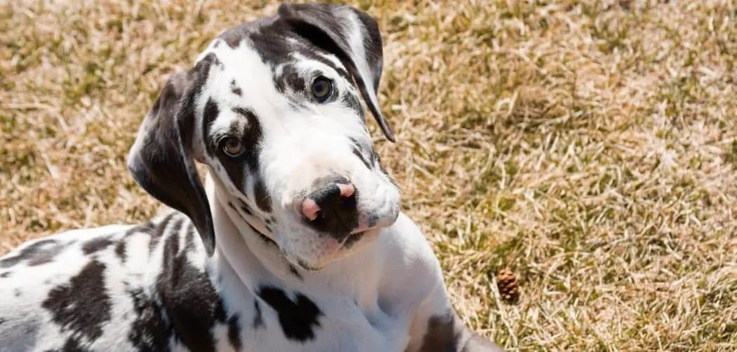 Old Dog Having Trouble Walking
