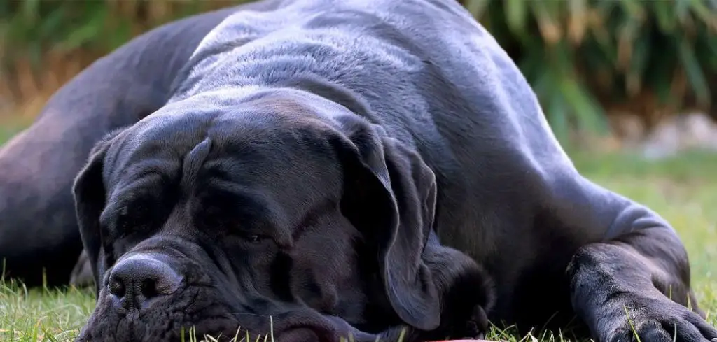 Old Dog Just Wants to Sleep