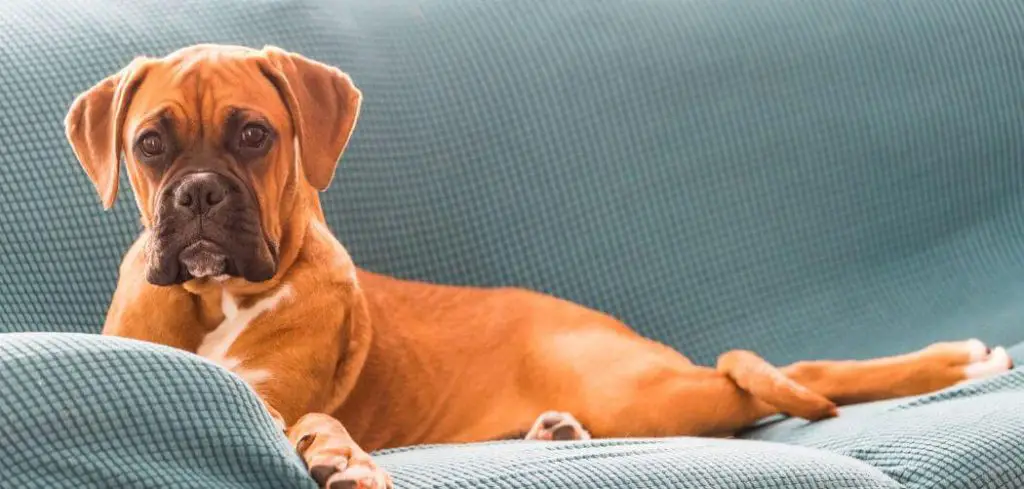 Old Dog Peeing in Bed