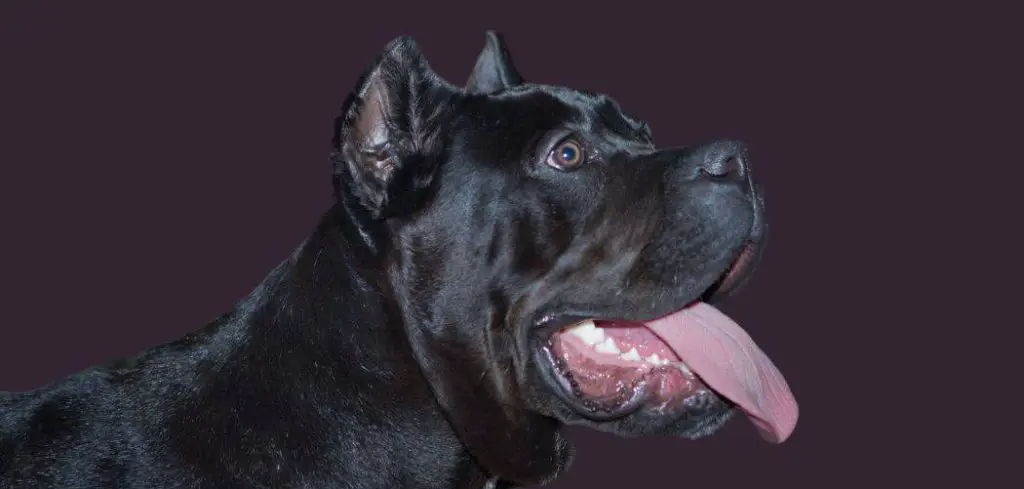 Old Dog Suddenly Ravenous