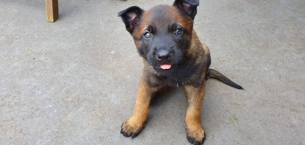 Puppy Diarrhea After Vaccines