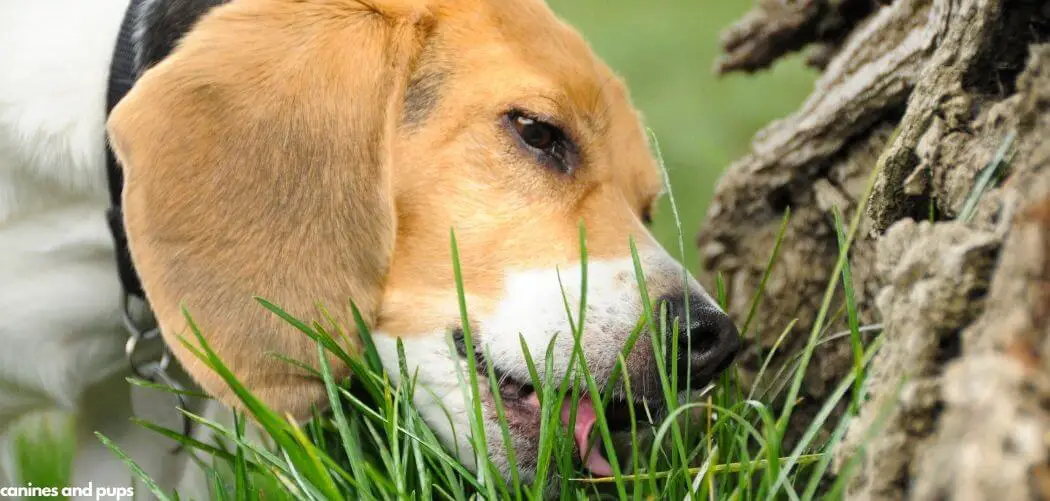 Why Do Dogs Eat Rocks and Sticks