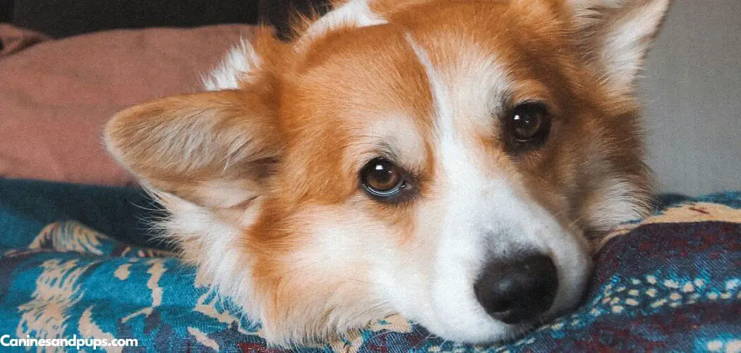 Dog Is Suddenly Scared to Go Outside