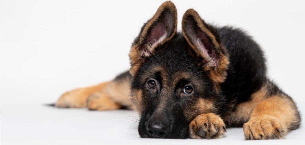 Dog Side Effects After Vaccines